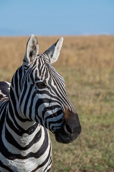 Hopkins, Cindy Miller 아티스트의 Africa-Kenya-Laikipia Plateau-Ol Pejeta Conservancy-Bruchells zebra-Equus burchellii작품입니다.